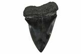 Fossil Broad-Toothed Mako Tooth - South Carolina #374791-1